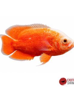 ASTRONOTUS OCELLATUS (OSCAR) RED CHILI