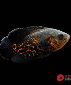 ASTRONOTUS OCELLATUS (OSCAR) RED TIGER 6-7cm