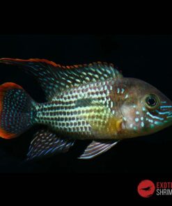 AEQUIDENS RIVULATUS (TERROR VERDE)