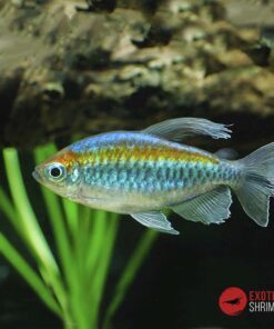 TETRA CONGO - Phenacogrammus Interruptus