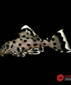 L264 Leporacanthicus Joselimai