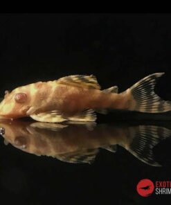L333 Hypancistrus Tigre ALBINO