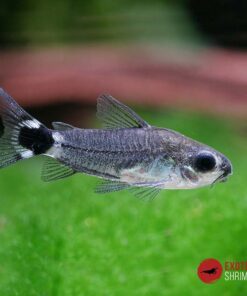CORYDORAS HASTATUS
