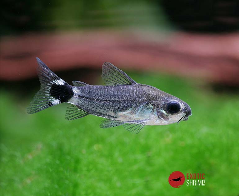 corydoras hastatus