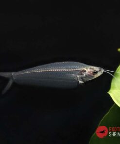 PEZ CRISTAL DE JAVA - Kryptopterus bicirrhis