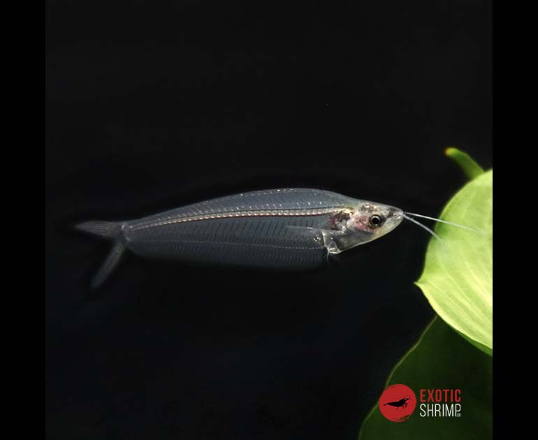 Kryptopterus bicirrhis