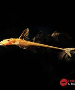LORICARIA SP. RED
