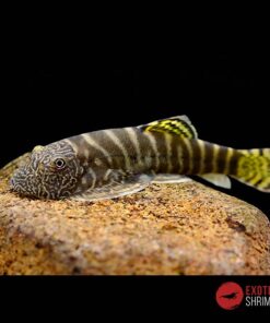 GASTROMYSON VIRIUSUS
