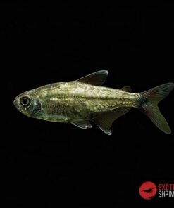 Hemigrammus Rodwayi - Tetra Dorado