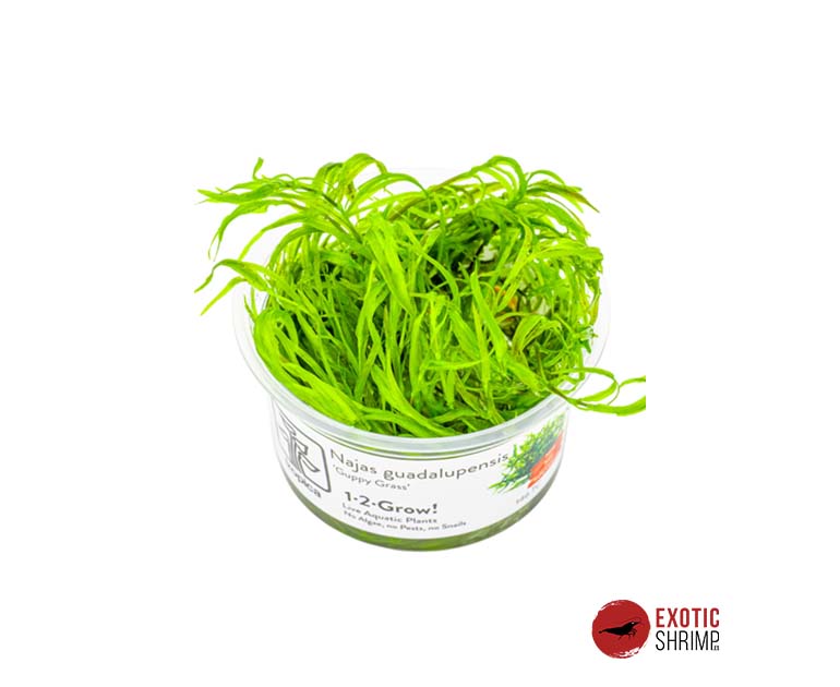 Najas guadalupensis 'Guppy Grass'