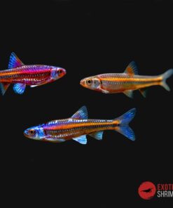 BARBO ARCOIRIS - NOTROPIS CHROSOMUS