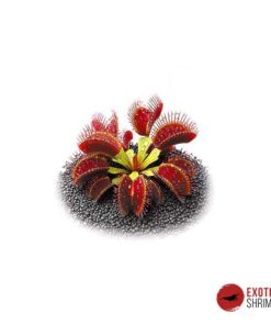 Dionaea Muscipula Ring