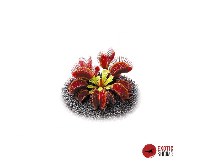 Dionaea Muscipula Ring