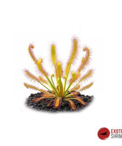 Drosera Capensis