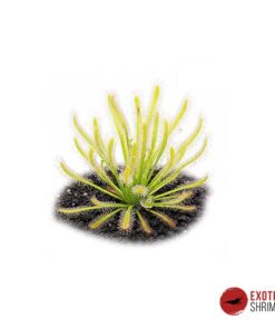 Drosera Capensis 'Albino'