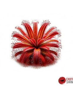 Drosera Nidiformis x Natalensis