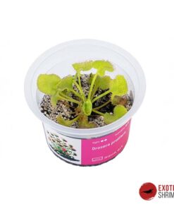 Drosera Prolifera