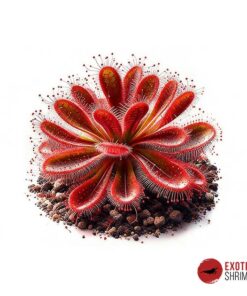 Drosera SP. Lantau Island