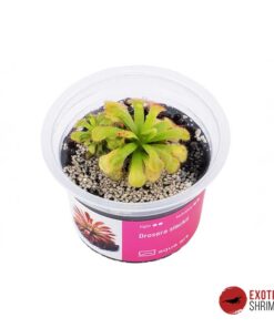 Drosera Slackii