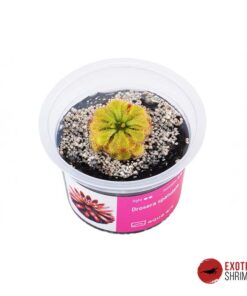 Drosera Spatulata
