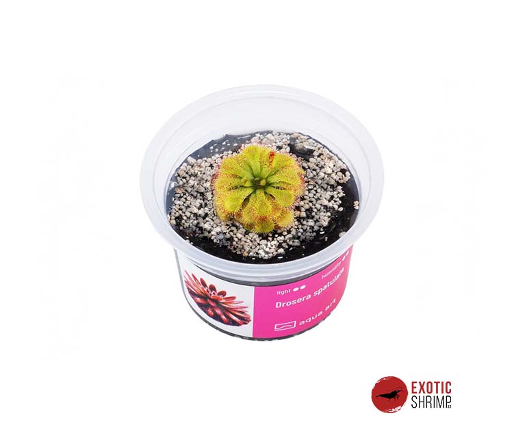 Drosera Spatulata