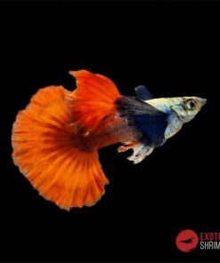 GUPPY DUMBO RED TAIL - PAREJA