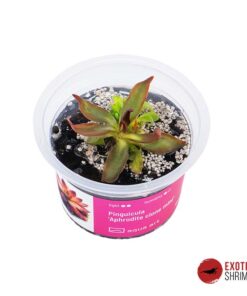 Pinguicula 'Aphrodite Clone Mini'