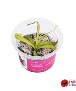 Pinguicula 'Calderoniae - Llano del Conejo'