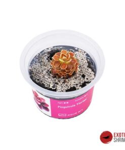 Pinguicula 'Florian'
