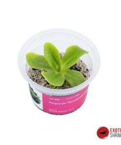 Pinguicula 'Moranensis carow'