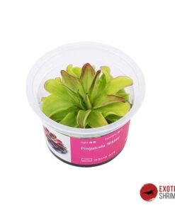 Pinguicula 'Niklas'
