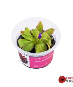 Pinguicula 'Red Starfish'