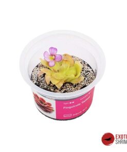 Pinguicula 'Sethos'