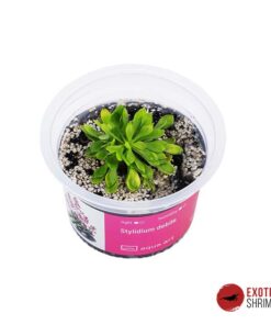 Stylidium Debilitation