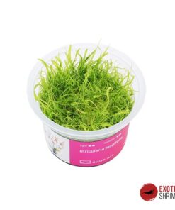 Utricularia Longifolia
