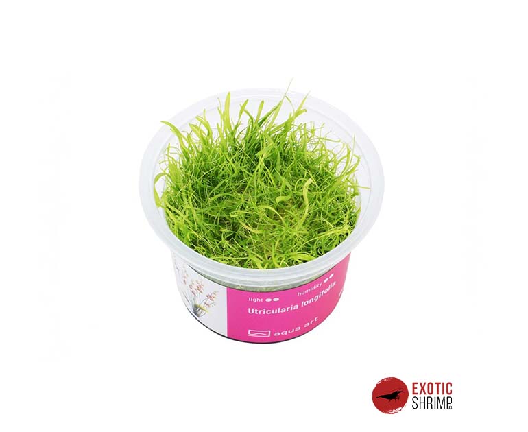 Utricularia longifolia