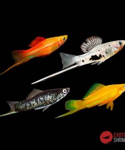 PEZ COLA ESPADA SURTIDO- XIPHOPHORUS HELLERI