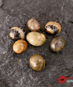 CLITHON SP. FANCY MIX