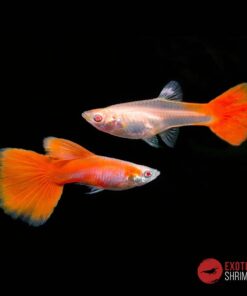 GUPPY FULL RED ALBINO - PAREJA