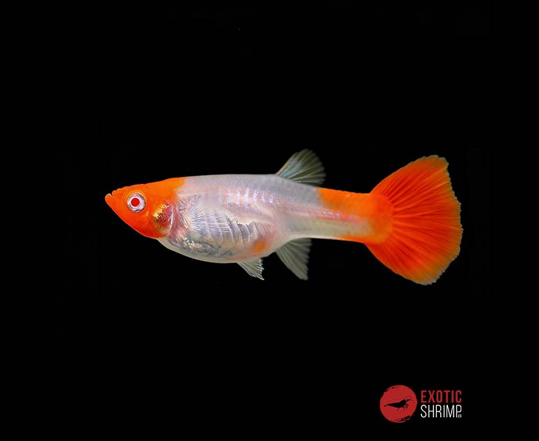 guppy koi albino