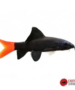 LABEO BICOLOR
