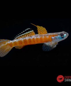 STIPHODON RUTILAUREUS