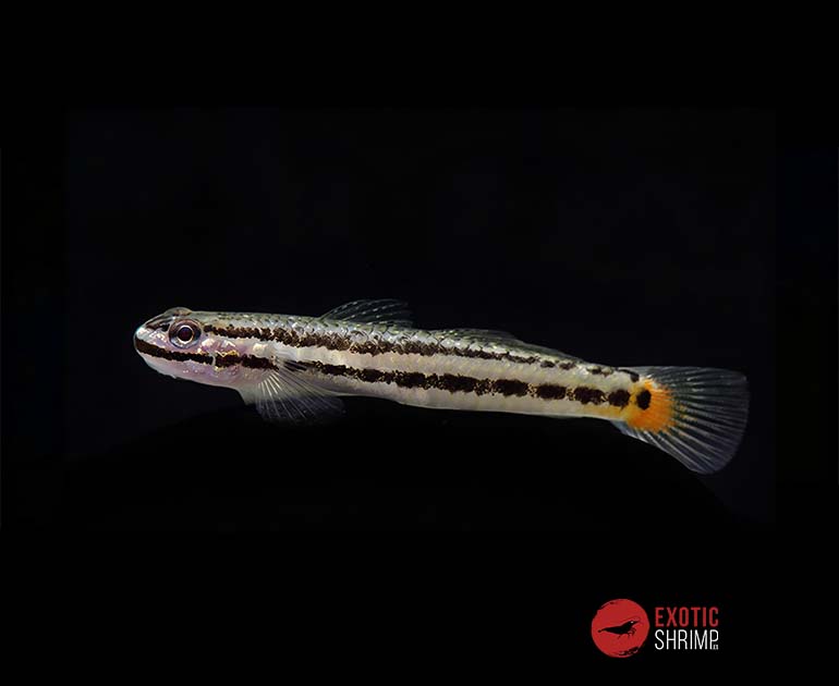stiphodon rutilaureus hembra