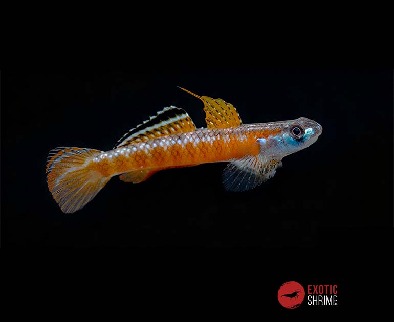 stiphodon rutilaureus
