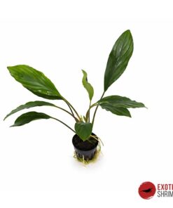 HOMALOMENA SP. BROAD LEAF