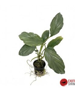 HOMALOMENA SP. SILVER