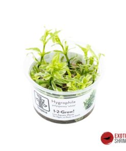 HYGROPHILA POLYSPERMA 'WHITE' IN-VITRO