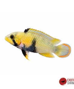 APISTOGRAMMA PANDURO