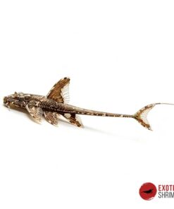 LORICARIA FILAMENTOSA