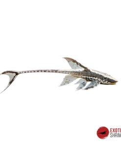 STURISOMA PANAMENSE